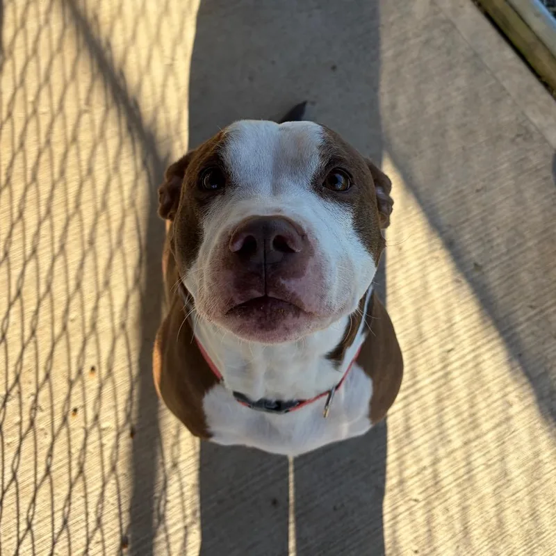 An adult medium-sized female Brown / Chocolate Staffordshire Bull Terrier dog named Valentine for adoption in Delaware, OH