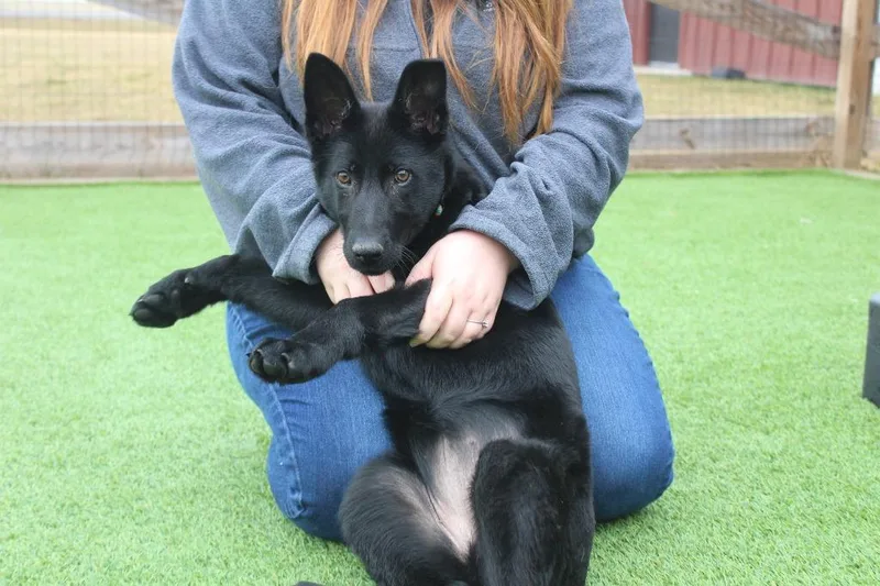 A baby medium-sized female Black German Shepherd Dog dog named Jitterbug for adoption in Chestertown, MD