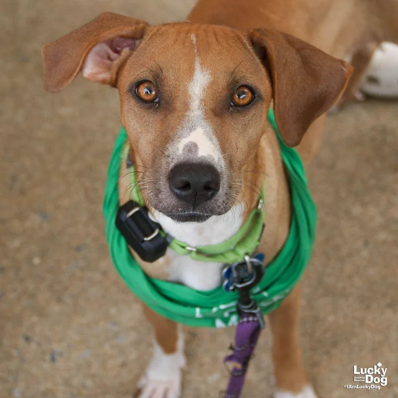A young medium-sized female Shepherd dog named Aria for adoption in Washington, DC