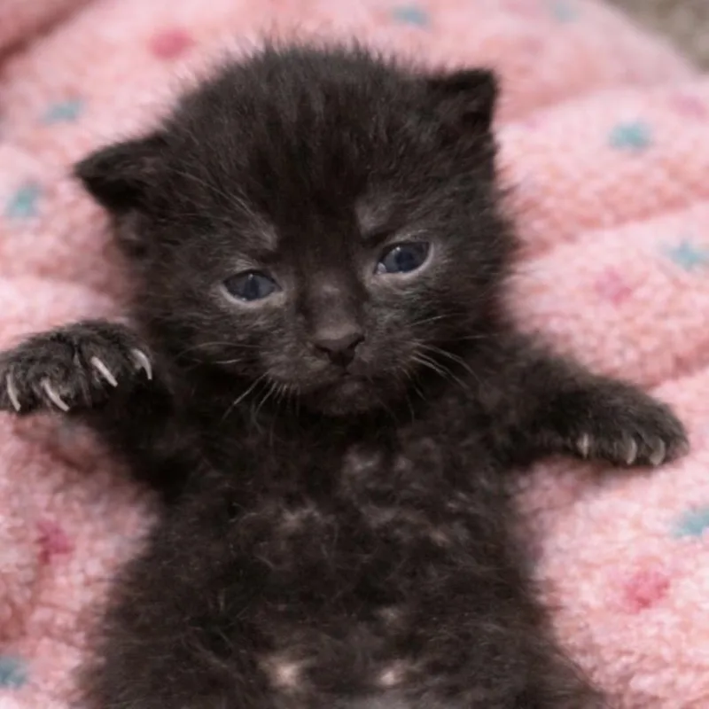 A baby small-sized female Black American Shorthair cat named Jazz for adoption in Monroe, MI