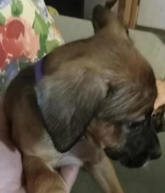 A baby large-sized female Black Mouth Cur dog named Ivy for adoption in McKinney, TX