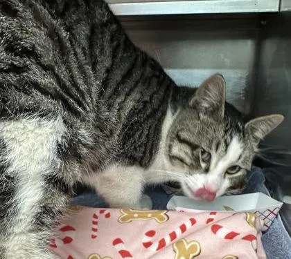 An adult medium-sized male Gray / Blue / Silver Domestic Short Hair cat named Antony for adoption in Rapid City, SD