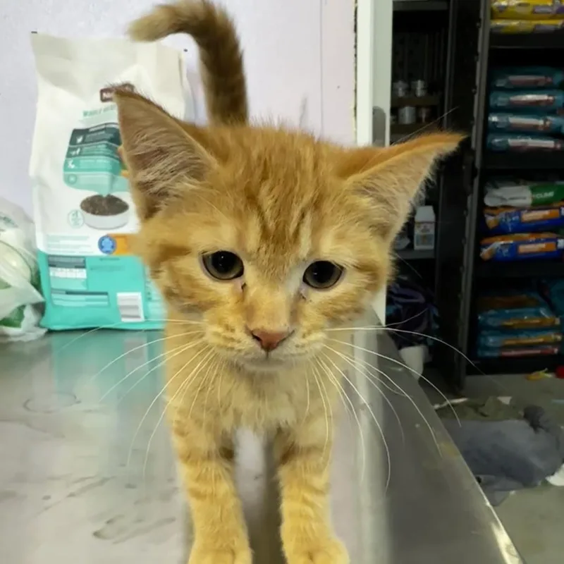 A young medium-sized female Domestic Short Hair cat named Guppy for adoption in Grinnell, IA