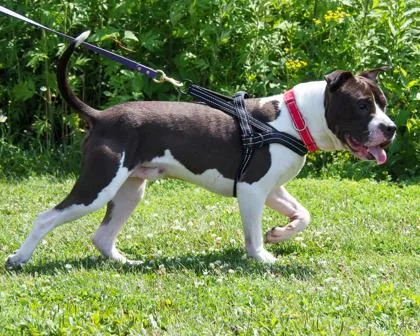 An adult large-sized male Mixed Breed dog named Champ for adoption in West Seneca, NY
