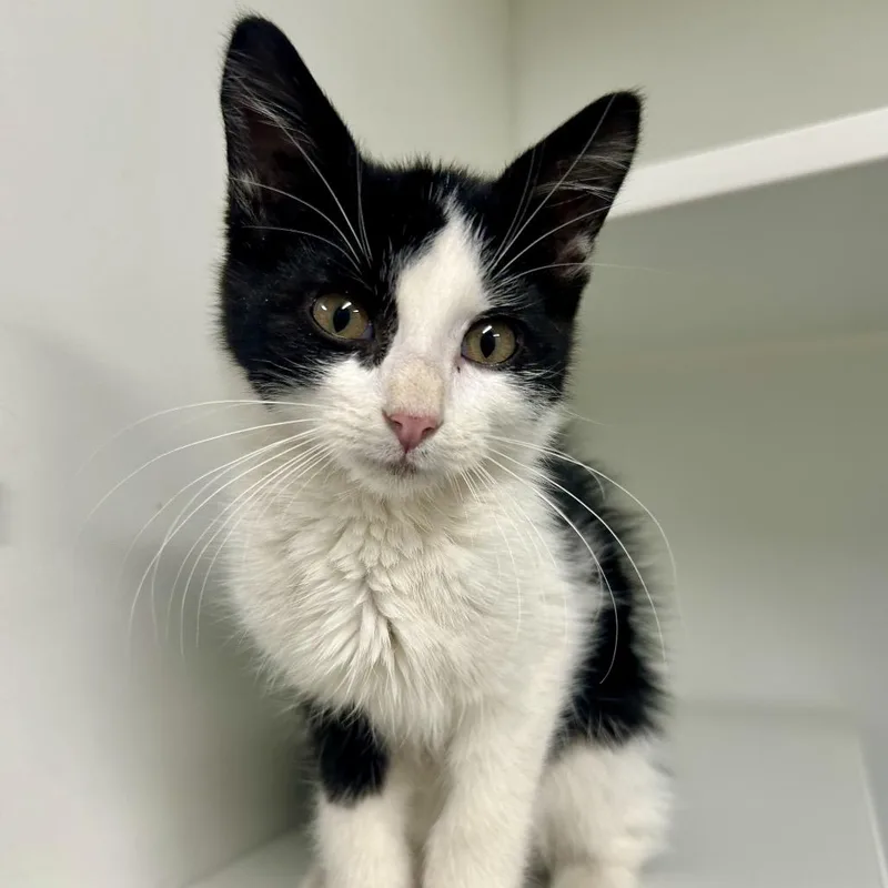 A baby small-sized male Black Domestic Short Hair cat named Bones for adoption in Saint Joseph, MO