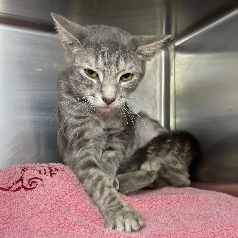 A young medium-sized female Domestic Short Hair cat named Aggie for adoption in Roanoke, VA