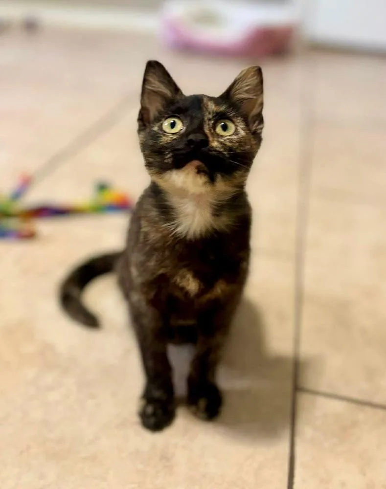 A baby small-sized female Domestic Short Hair cat named Turtle for adoption in Shawnee, OK