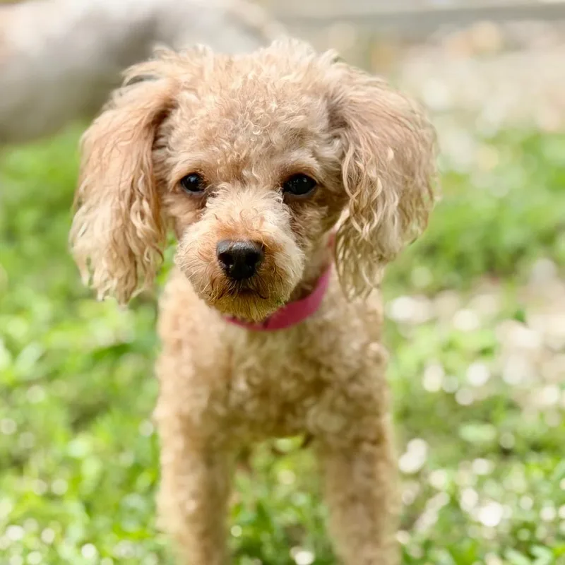 An adult small-sized female Red / Chestnut / Orange Poodle (Toy) dog named Myrtle Missouri My for adoption in Peyton, CO