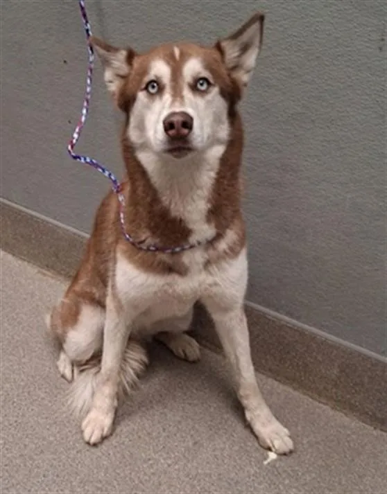 A young medium-sized female Husky dog named Dion for adoption in Las Vegas, NV