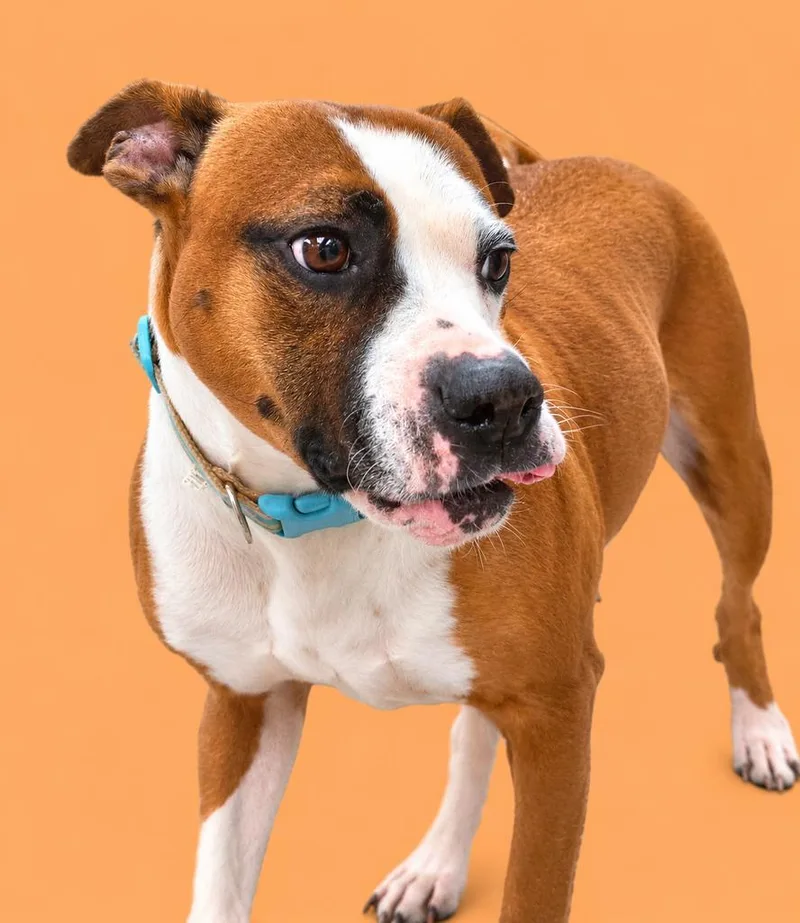 A young medium-sized female Mixed Breed dog named Pretty for adoption in Florence, SC