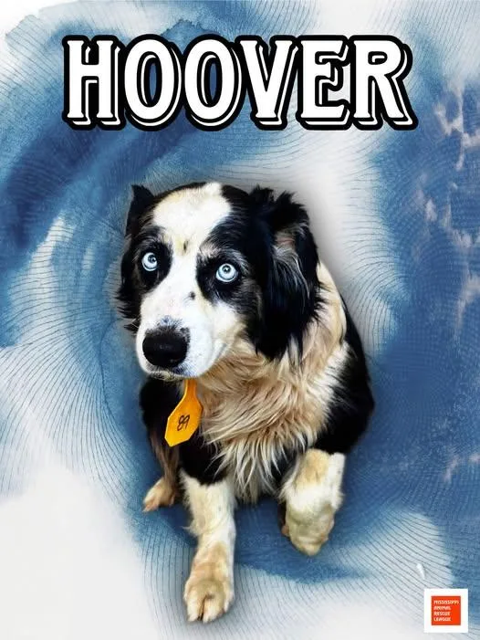 Hoover