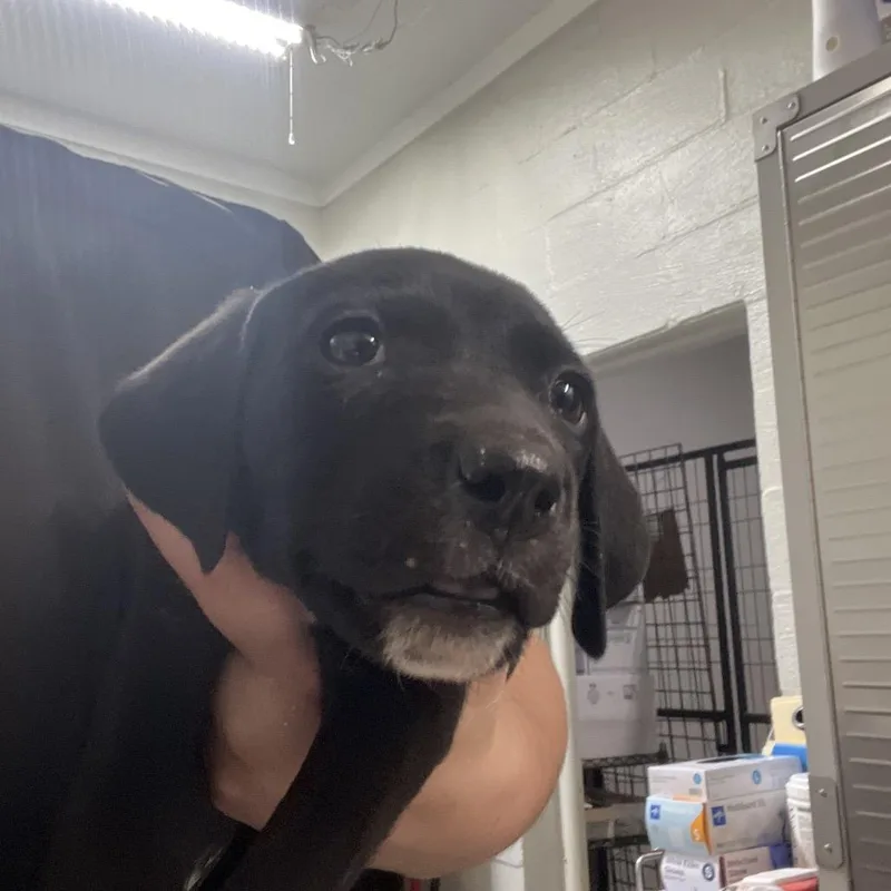 Nala