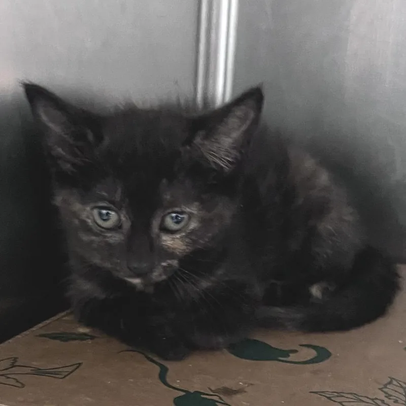 A baby small-sized female Tortoiseshell Domestic Short Hair cat named Barcelona for adoption in Durham, NC