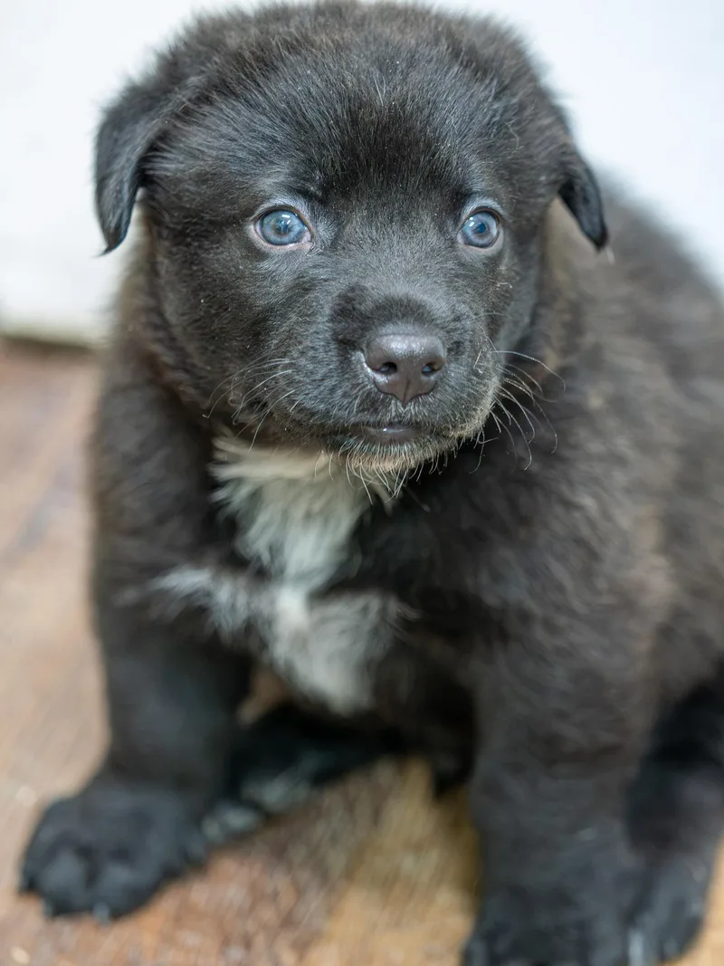 A baby large-sized male Black Labrador Retriever dog named Bandit for adoption in Globe, AZ