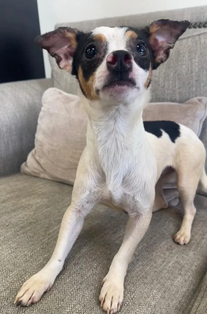 A young small-sized female Mixed Breed dog named Munchkin for adoption in Thousand Oaks, CA