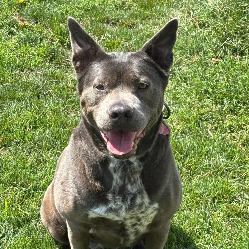 A senior medium-sized female Gray / Blue / Silver Mixed Breed dog named Marilyn for adoption in Medford, OR