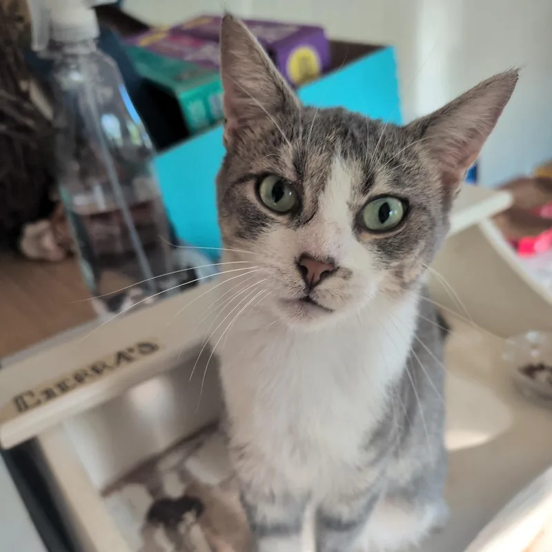 A young small-sized female Gray / Blue / Silver Domestic Short Hair cat named Millie for adoption in Marion, IL