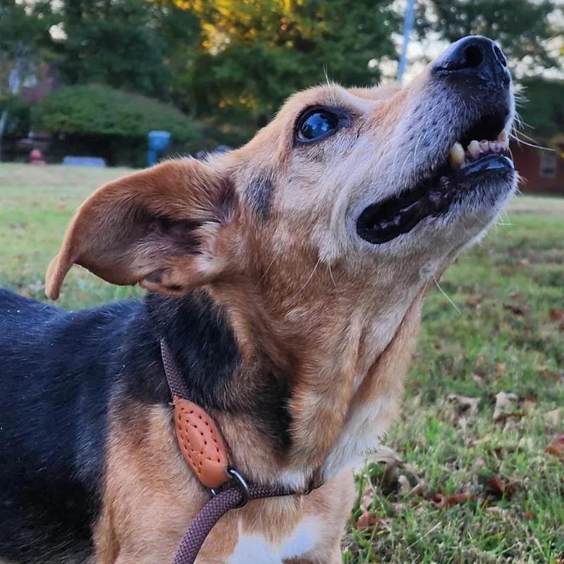 A senior small-sized male Dachshund dog named Willie Nelson for adoption in Brentwood, TN