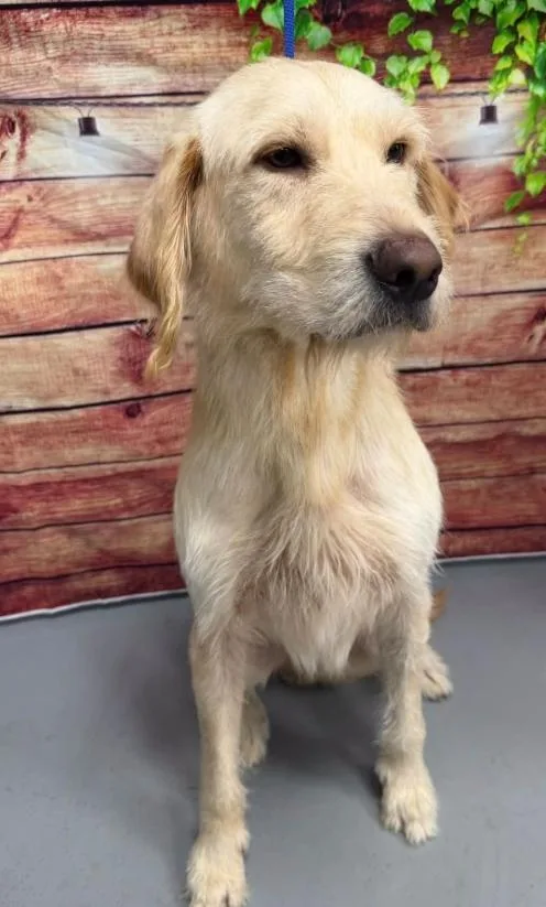 An adult medium-sized male White / Cream Labradoodle dog named AC "Falkor" for adoption in Conyers, GA