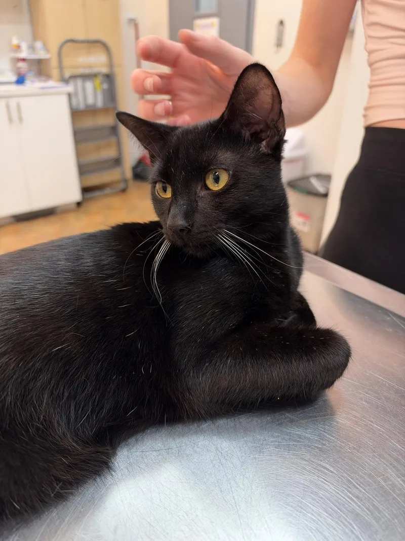 A young large-sized male Black Domestic Short Hair cat named Martin for adoption in Miami Beach, FL