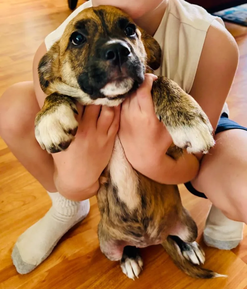 A baby large-sized female Plott Hound dog named Frankie for adoption in Claremore, OK