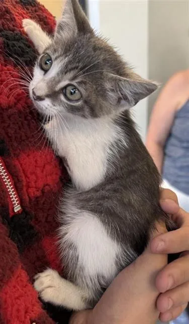 A baby small-sized male Domestic Short Hair cat named Smokey for adoption in San Antonio, TX