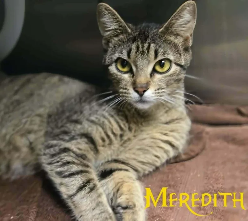 An adult medium-sized female Domestic Short Hair cat named Meredith for adoption in Bossier City, LA