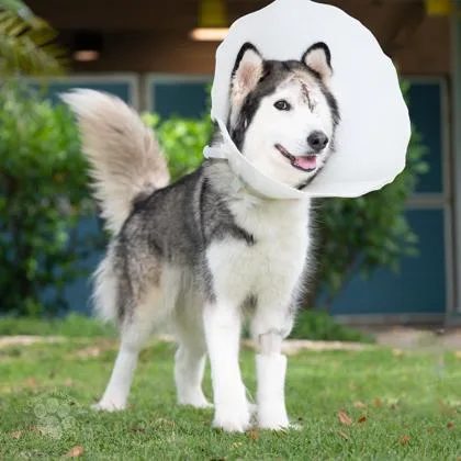 An adult large-sized female Husky dog named Kiera for adoption in Honolulu, HI