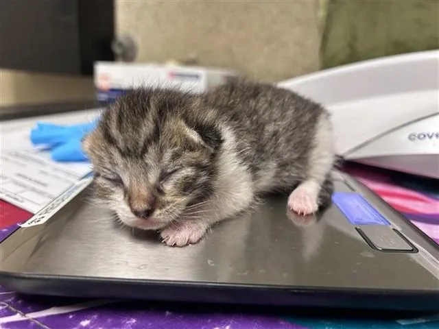 A baby small-sized male Domestic Short Hair cat named Freddy for adoption in Riverside, CA
