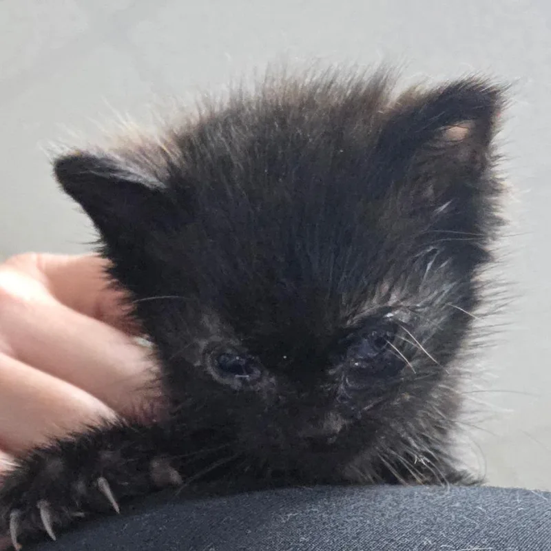A baby small-sized male Black Domestic Short Hair cat named Wobble for adoption in Bronson, FL