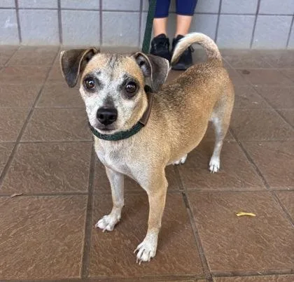 An adult small-sized female Chihuahua dog named Minerva for adoption in Honolulu, HI