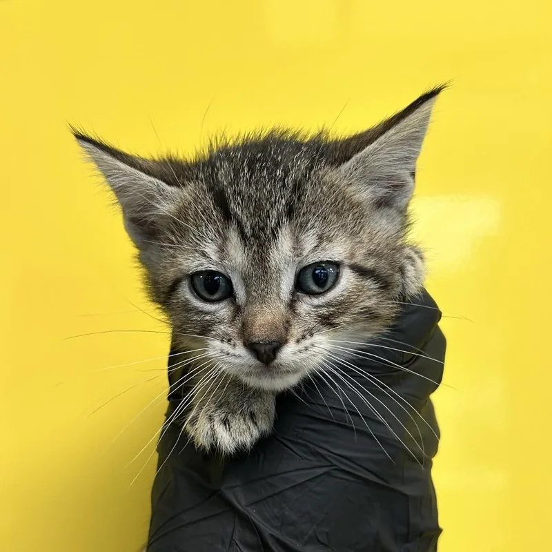 A baby small-sized male Brown / Chocolate Domestic Short Hair cat named Buoy for adoption in Abilene, TX