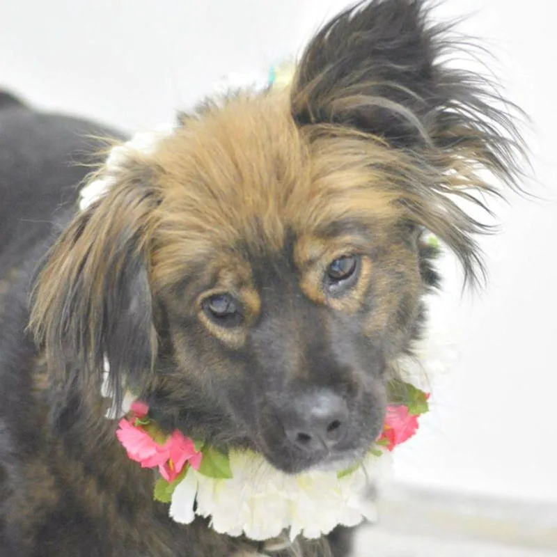 An adult medium-sized female Australian Cattle Dog / Blue Heeler dog named Maybellmae for adoption in Lake Havasu City, AZ