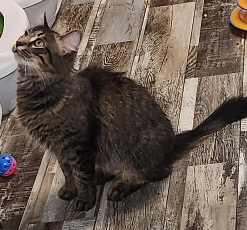 A young medium-sized female Domestic Medium Hair cat named Tabitha for adoption in Crossville, TN