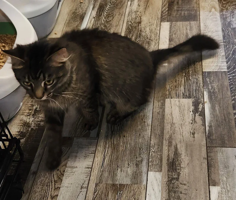 Tabitha thumbnail 2
