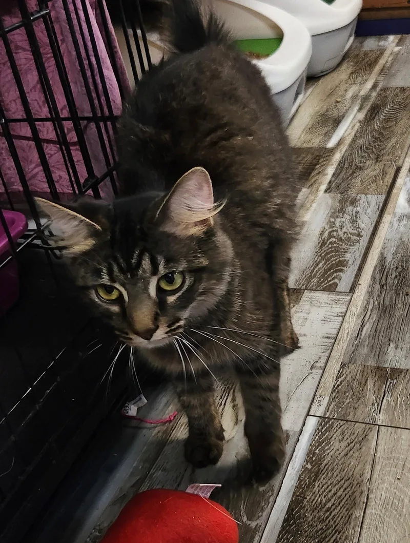 Tabitha thumbnail 3