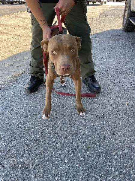 An adult medium-sized male Pit Bull Terrier dog named Andy for adoption in Victorville, CA