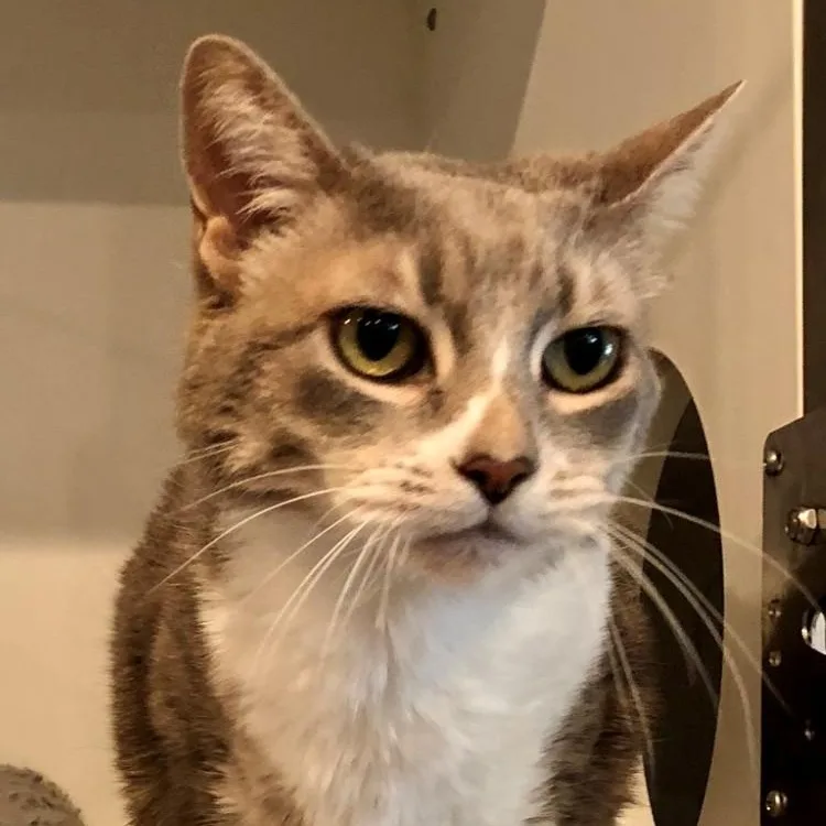 A senior large-sized female Domestic Short Hair cat named Boots for adoption in Lodi, CA