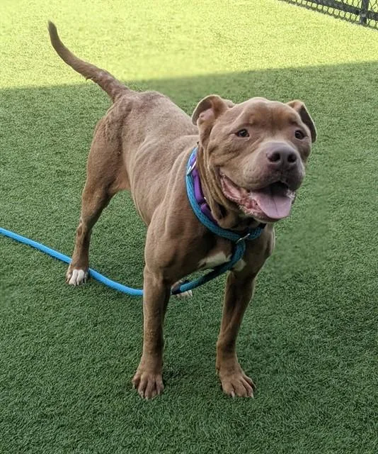 An adult large-sized female Pit Bull Terrier dog named Gigi for adoption in Dallas, TX