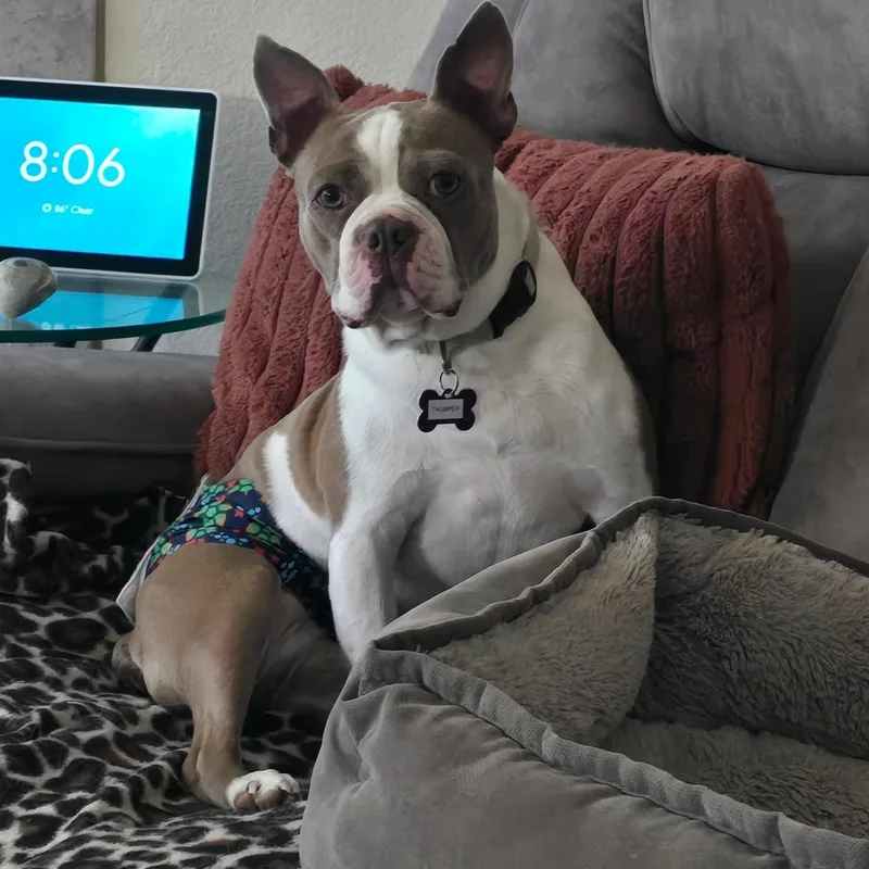 An adult small-sized male Brown / Chocolate Boston Terrier dog named Thumper in CO for adoption in Elkhorn, NE