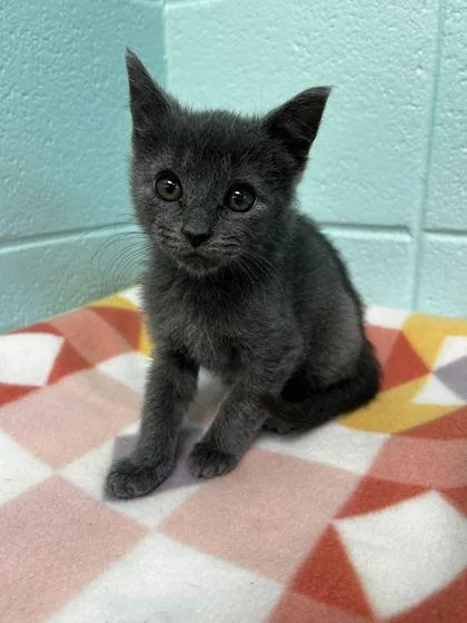An adult small-sized male Domestic Short Hair cat named Gas Station Hotdog for adoption in Spruce Pine, NC