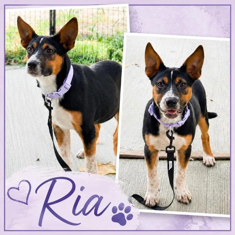 Ria thumbnail 4