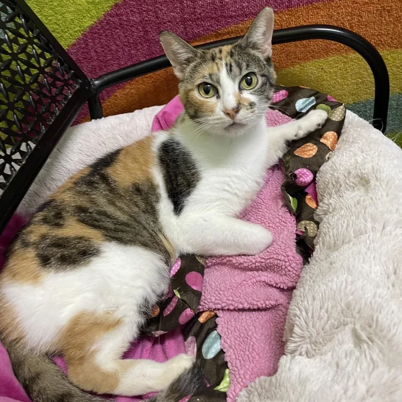 A senior medium-sized female White Domestic Short Hair cat named Princess Leia for adoption in Springfield, MO
