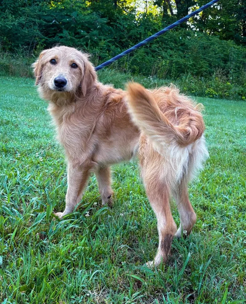 A young medium-sized female Golden Retriever dog named Elly for adoption in Murray, KY