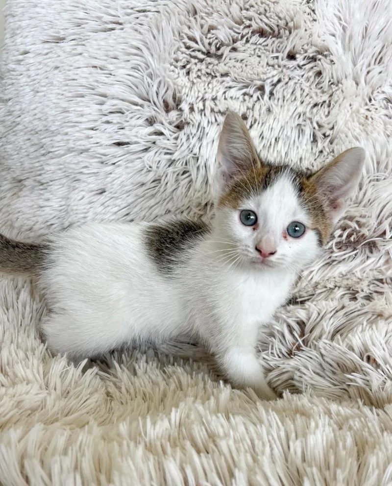 A baby medium-sized female Domestic Short Hair cat named E'owyn for adoption in St. Ignace, MI