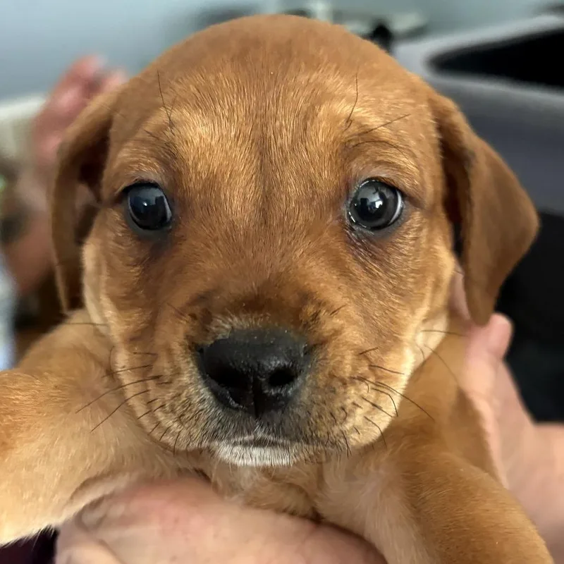 A baby small-sized male Brown / Chocolate Chihuahua dog named Gordo for adoption in Floresville, TX
