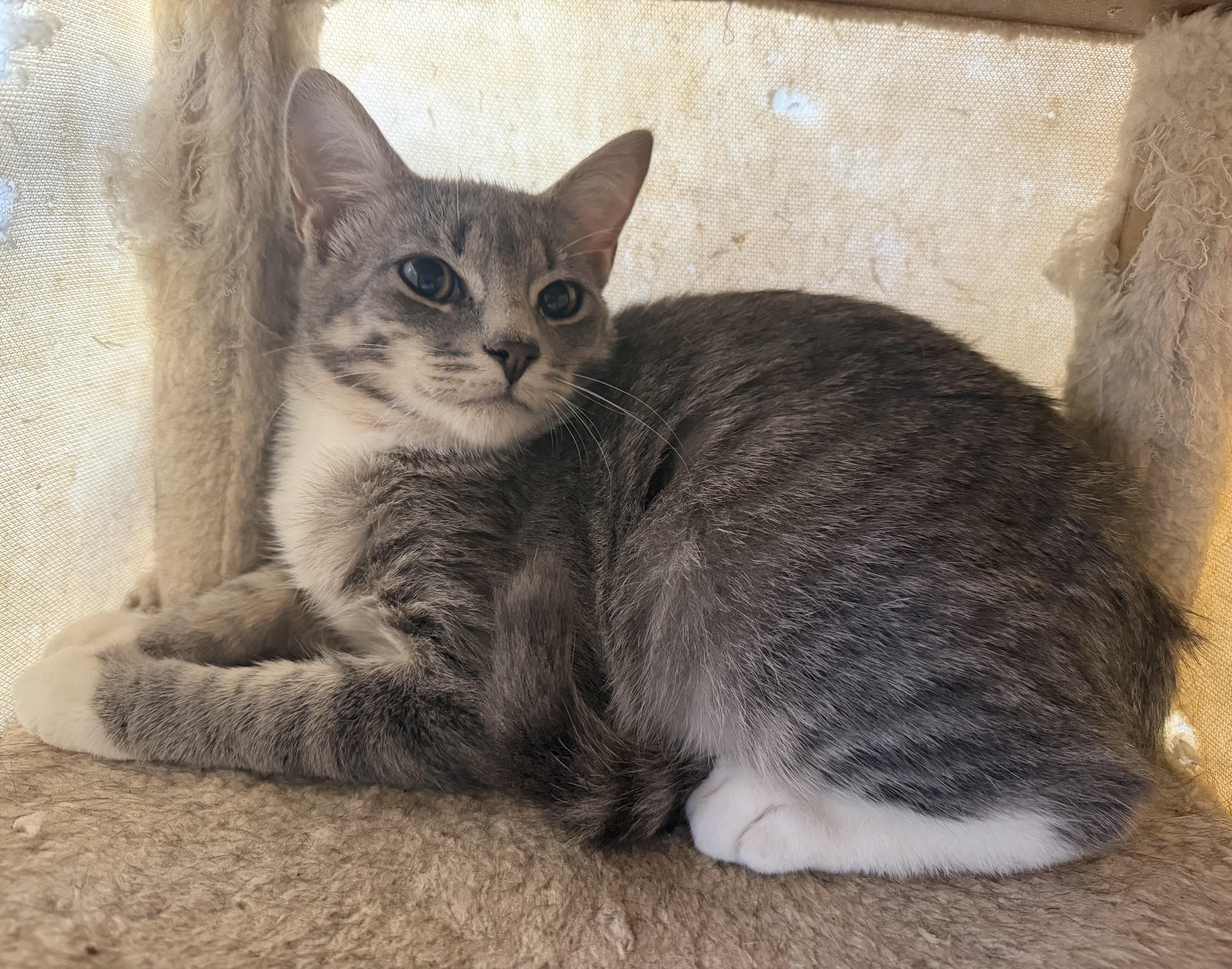 A young medium-sized male Gray & White Domestic Short Hair cat named Knox for adoption in Hudson, NY