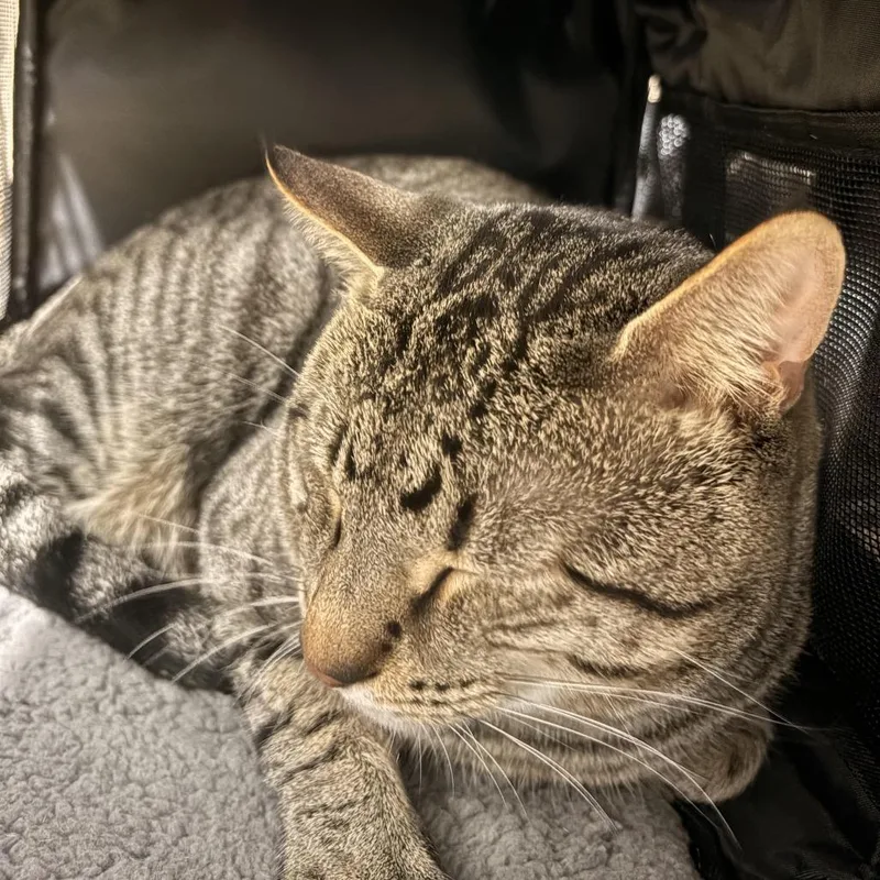 An adult large-sized male Domestic Short Hair cat named Dash for adoption in Newark, NJ