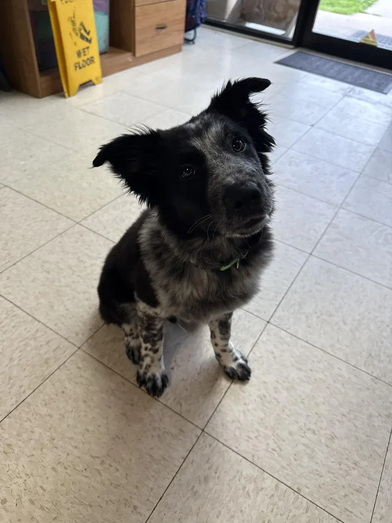A young medium-sized male Australian Cattle Dog / Blue Heeler dog named Kyle for adoption in Altoona, PA