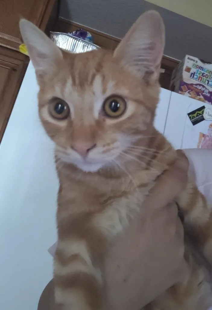 A baby large-sized male Domestic Short Hair cat named Loki for adoption in San Jacinto, CA